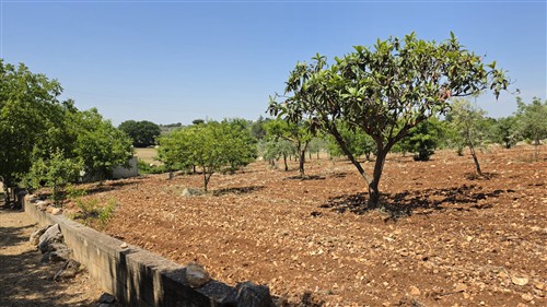 Terreno Agricolo e Ciliegeto a Castellana Grotte